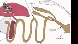 آشنایی دستگاه گوارش پرندگان بخش دوم