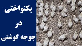 یکنواختی وزنی در پرورش مرغ گوشتی بررسی نکات مهم در مورد یکنواختی گله