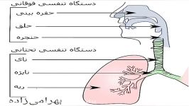 علوم تجربی.پایه هفتم. فصل ۱۵.دستگاه تنفس. مدرس خانم بهرامی زاده. اهواز