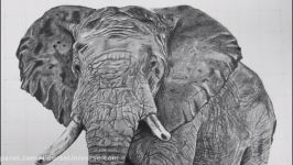 آموزش نقاشی حرفه ای فیل مداد  آموزش طراحی حیوانات مداد  نقاشی حرفه ای