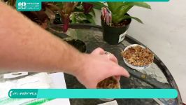 آموزش پرورش گل گیاه آپارتمانی  روش ایجاد بذر گیاه آناناسیان