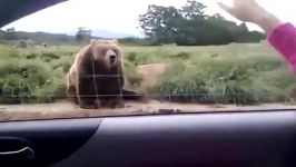بای بای کردن خرس رو دیدی