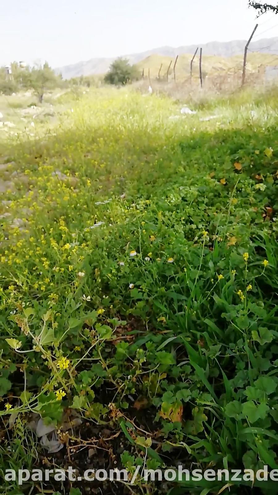 قسمتهای مختلف گیاهان انواع دانه ها