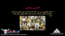 کلاس مجازی آناتومی سر صورت آناتومی توپوگرافیک دامپزشکی بخش اول