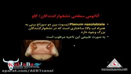 کلاس مجازی آناتومی سر صورت آناتومی توپوگرافیک دامپزشکی بخش سوم