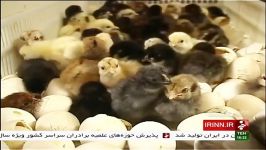 پرورش مرغ تخم مرغ اصلاح نژاد شده يزد ايران