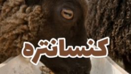 کنسانتره دام چیست؟