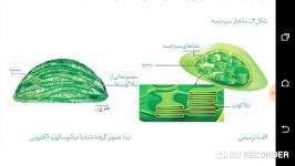 کلروپلاست یا سبزدیسه نکات تکمیلی