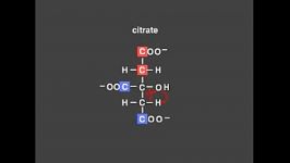 Citric Acid Cycle