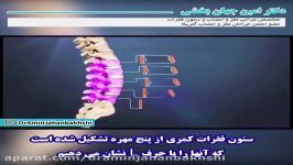 آناتومی ستون فقرات کمری