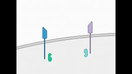 Cytokine Signaling