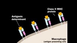 Humoral Immune Response Animation