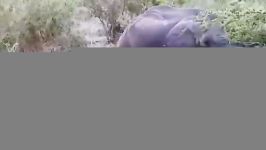 ضربه مادر فیل به بچه فیل برای نجات جان بچه شوک