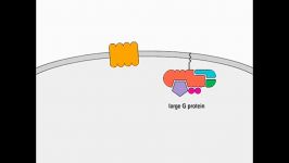 Chemokine Signaling