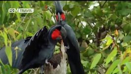 راز بقای طوطی های palm cockatoo سیاه