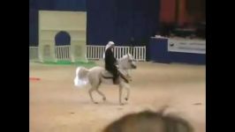 رقص اسب  اسب عرب  اسب