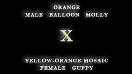 Guppy and Balloon Molly cross