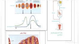 تنظیم هورمونی دستگاه تولید مثلی در زن زیست 11 فصل 7 گفتار 2