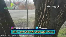 پیوند درختان گردو  کم بار  تبدیل به  گردو  دیرگل  پربار  پیوند گردو  خوی