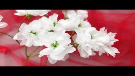 آموزش ساخت یک شاخه شکوفه بادستمال کاغذی ویدئو آهسته بی کلام