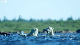 مبارزه سهمگین خرس های قطبی در آب صفر درجه  Polar Bear Water Fight