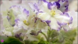 بنفشه آفریقاییAfrican Violet