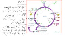 زیست دوازدهم  جناب آقای دکتر اکبرپور  موضوع چرخه کالوین بخش دوم