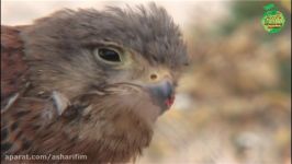 دلیجه، کوچکترین پرنده شکاری ایران