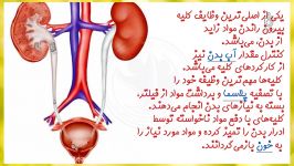 دستگاه دفع ادرار علوم چهارم ابتدایی