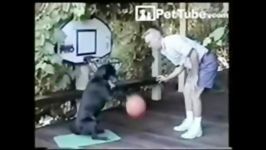 سگ بسکتبالیست