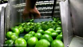 فناوری کشت میوه آهک  کشاورزی لیمو برداشت محصول لیمو سبز
