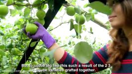 مزرعه برداشت محصول سیب غول پیکر چینی کنار  فناوری عالی کشت جوجوب