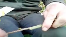 نحوه پیوند زدن درخت میوه Grafting fruit trees