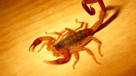 راههای جلوگیری نفوذ عقرب به خانه ها منازل Scorpions