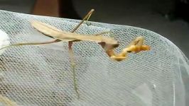 نحوه غذا خوردن مانتیس حشره آخوندک Mantis eats