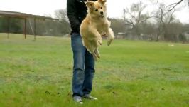 Leaping Slow Motion Doggy  The Slow Mo Guys