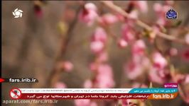 ترانه ای محلی لهجه شیرین شیرازی  شیراز