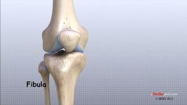 آناتومی مفصل زانو Knee Anatomy