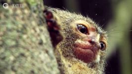 در این ویدیو کوچکترین میمون جهان اشنا شوید