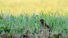 پرندگان زیبا کمیاب ، کیفیت بالا ، Common Quail