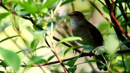 پرندگان زیبا کمیاب ، کیفیت بالا ، Singing nightingale