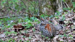 پرندگان زیبا کمیاب  کیفیت بالا ، Hazel Grouse