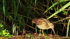 پرندگان زیبا کمیاب ، Common Snipe