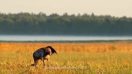 پرندگان زیبا کمیاب ، کیفیت بالا ، Common Cranes