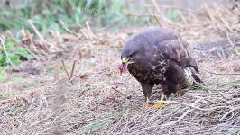 پرندگان زیبا کمیاب ، کیفیت بالا ، Common Buzzard