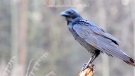 پرندگان زیبا کمیاب ، کیفیت بالا ، Common Raven