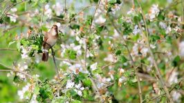 پرندگان زیبا کمیاب ، کیفیت بالا ، Singing nightingale