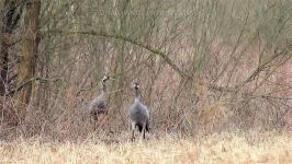 پرندگان زیبا کمیاب ، کیفیت بالا ، Common Crane