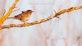 پرندگان زیبا کمیاب ، کیفیت بالا ، Grasshopper Warbler