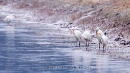 پرندگان زیبا کمیاب ، کیفیت بالا ، Great egret